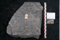 Foto (Objekt + Etikett) von Sigillaria reniformis Brongniart (NHMW-GEO-2024-0188-11084)